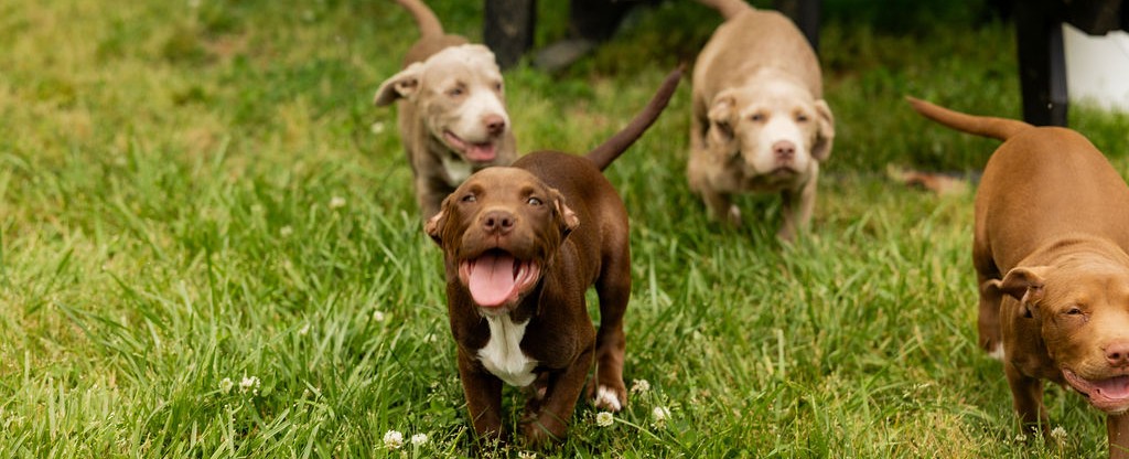 Dog banner