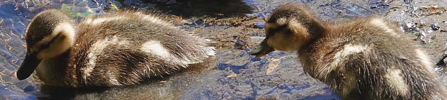 Ducks